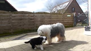 Bearded Collie Puppies Firstprizebears