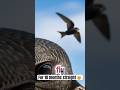 The Bird That Flies for 10 Months Without Landing