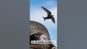 The Bird That Flies for 10 Months Without Landing