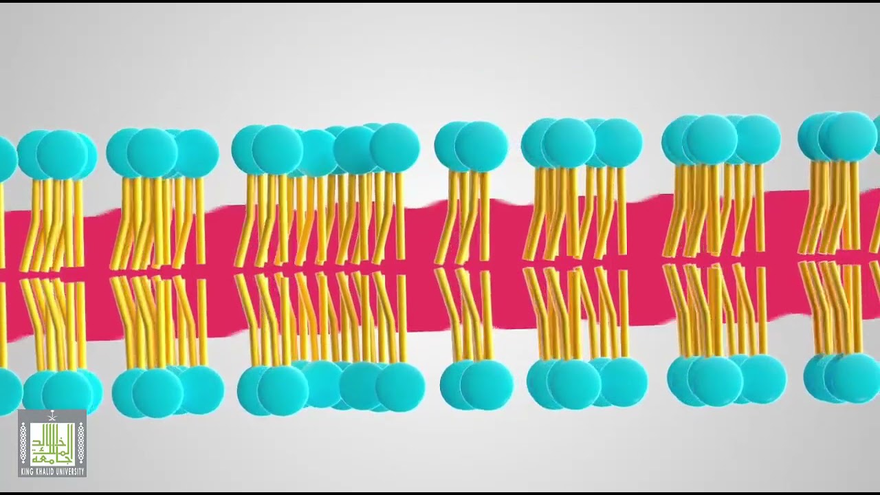 تركيب الدهون الفسفورية - Phospholipids