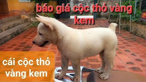 báo giá chó mông cộc cái vàng kem cái cộc thỏ vàng kem