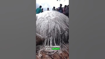 Unveiling the Mystery  Hairy Blob Found on Philippines Beach