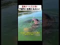 巨大ナマズの力! 予想外の生物を丸呑み! #アマゾン川 #釣りチャレンジ #巨大ナマズ #大物釣り #驚愕シーン