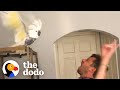 Bird Who Lost Her Owner Loves Dancing With New Dad The Dodo 
