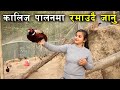 कालिज पालनमा रमाउदै जानु ! Pheasant farming in Nepal | Kalij Palan