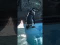 ✨キラキラ メルヘンなペンギン 🐧💦 長野市城山動物園 #zoo #animals