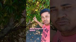 Continuação da poda do pé de manga