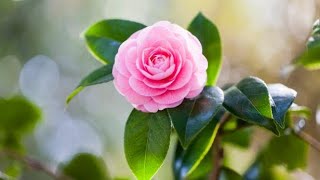 Download Lagu Mother’s Day Gift Idea 💗 Make Every Mamma Feel Special With This Debutante Camellia MP3