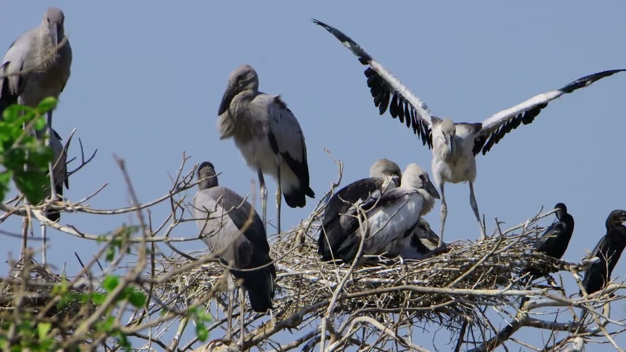 Freedom Of Bird Life Live In The Beautiful Forest and Peaceful Place  0034