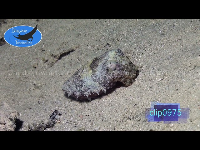 0975_Cuttlefish camouflage on sand. HD Underwater Royalty Free Stock Footage.