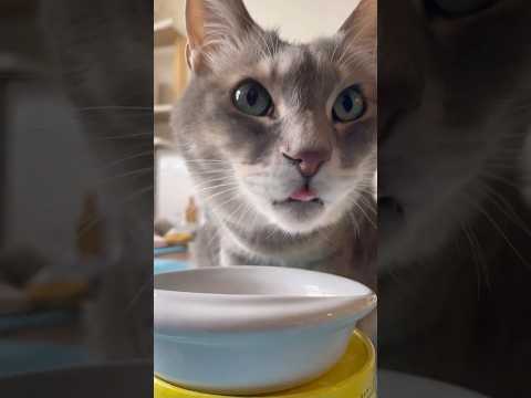 【ASMR】カリカリをいい音で食べる猫｜Crunchy Cat