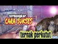 Pemula !! Ikuti cara ini jika ingin ternak perkutut berhasil