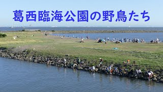 葛西臨海公園の野鳥たち