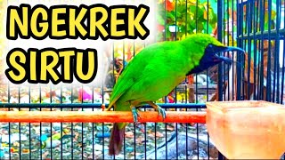 CUCAK IJO❗T3MB4K4N NGEKREK SIRTU GACOR COCOK UNTUK MASTERAN