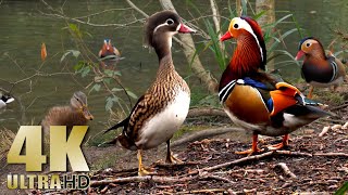 Ducks - Mandarin Duck - Mallards - Nature Relaxation - No Music - 4K