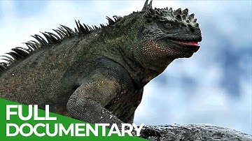 Wild Galapagos | Part 1 | In the Grip of the Ocean | Free Documentary Nature