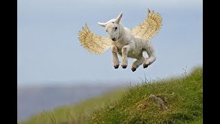 Fly sheep