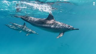 Aquarium 4K VIDEO (ULTRA HD) 🐠 Beautiful Coral Reef Fish - Relaxing Sleep Meditation Music #81