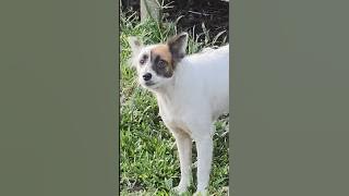 gongong menggema, anjing penjaga pondok