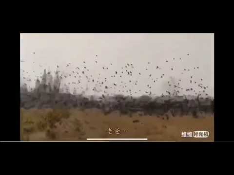 Wuhan Burung Gagak Sudah Berdatangan Kota Wuhan Dan Kota Lainnya