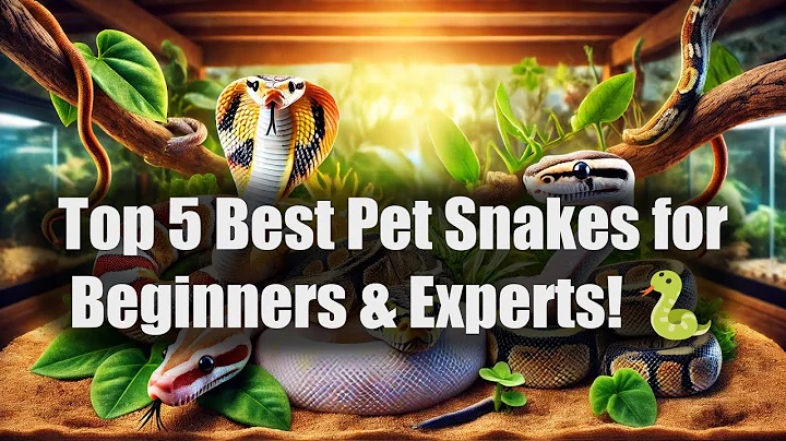 Top 5 Best Pet Snakes for Beginners & Experts! 🐍