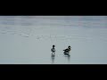 Wildlife Videography, Winter Birds in Maryland