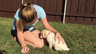 Eliza - FEMALE Lab Puppy Temperament Test