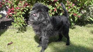 Dog Breed Video: Affenpinscher