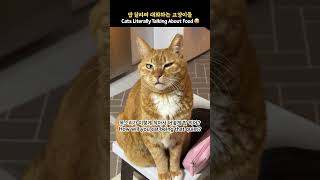 밥 달라며 대화하는 고양이들_ Cats Literally Talking About Food 😂