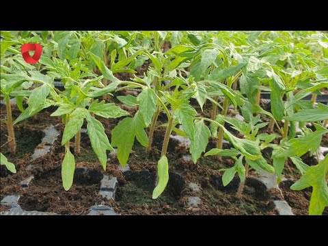 How to prepare seedlings for outdoor planting