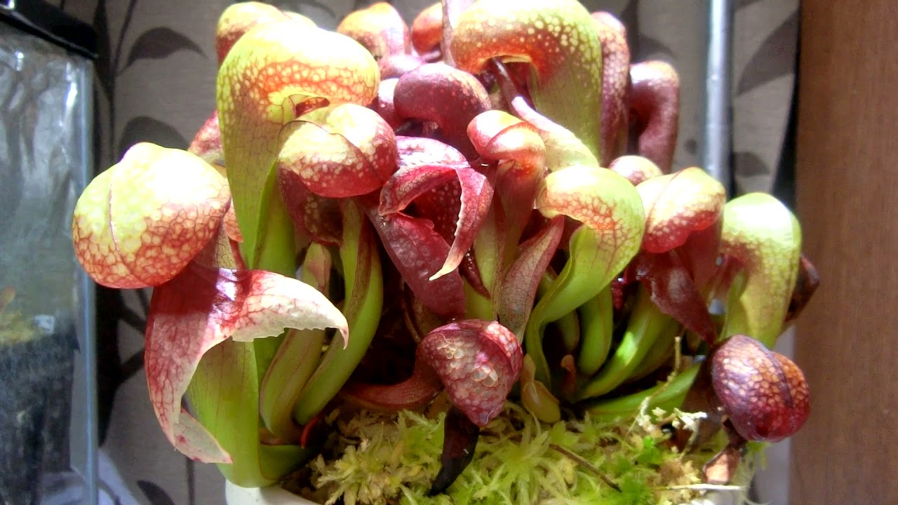 Darlingtonia ダーリングトニア 食虫植物