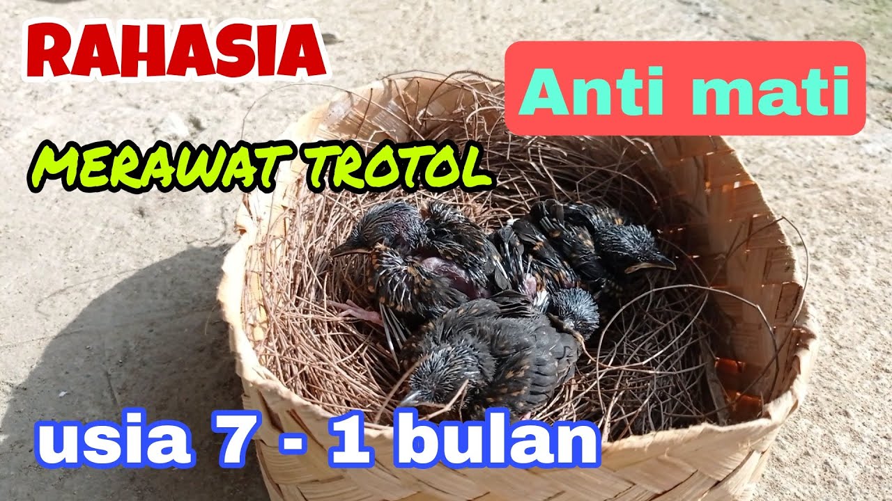cara merawat trotol dari panen umur 7  hari sampai 1 bulan/mandiri