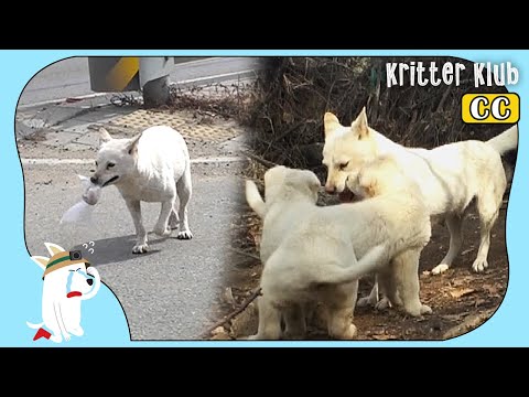 Mother Dog That Got Her Food To-Go Every Day For Her Pups (Part 2) | Kritter Klub