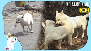Mother Dog That Got Her Food ToGo Every Day For Her Pups (Part 2) | Kritter Klub