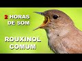 ROUXINOL CANTANDO. CANTO DO ROUXINOL COMUM. COMMON NIGHTINGALE SOUND.