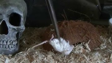 Baby Snake Problem Feeder Tips