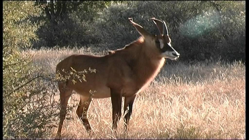 San Parks SD 1998 - South Africa Travel Channel 24