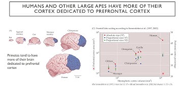 Introduction to Neuroscience 2: Lecture 21:Decision making and executive function