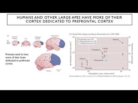 Introduction to Neuroscience 2: Lecture 21:Decision making and executive function
