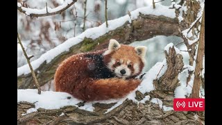 Red Panda Live with Relaxing Background Music 🎶 #redpanda #redpandalive screenshot 2