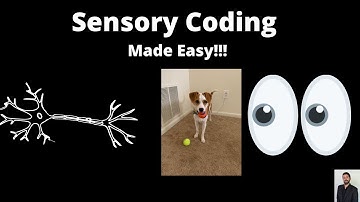 What is Sensory Coding?