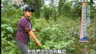 花東第一女廚神 山林吃野菜 阿美族最愛 - 台灣1001個故事