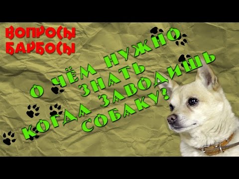 Стоит ли заводить собаку?