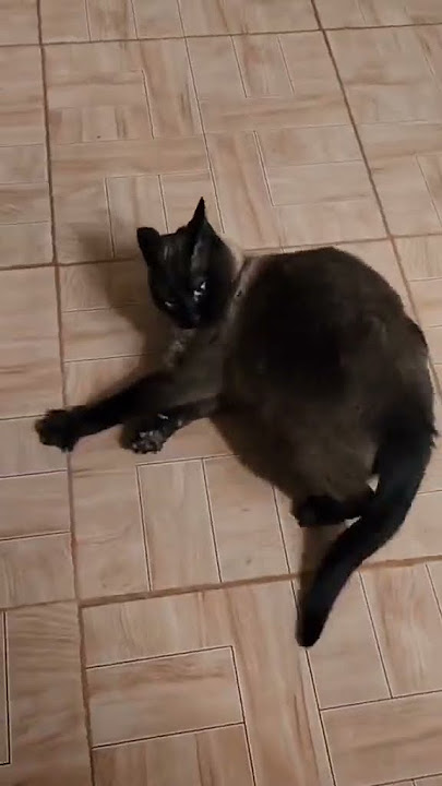 kucing Ting tang tung #shortvideos #funny #like #trending