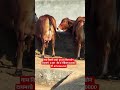 गाय  विकने  आहे  मो,, 8750546290दूध  20  लीटर  कीमत  40000ऑल  इंडिया ट्रांसपोर्ट सुविधा उपलब्ध  है
