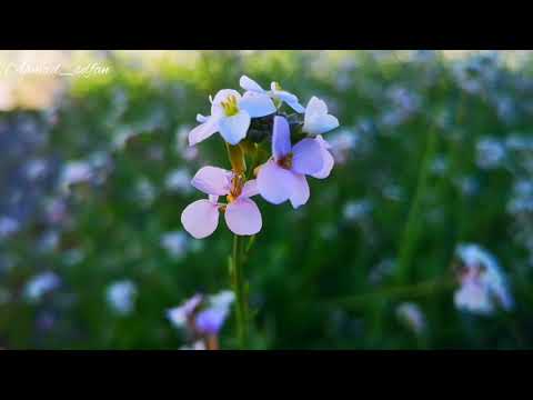 شيلة المحاني بينها كثر السلامي