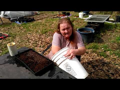 Wideo: Czy możesz sadzić nasiona muskadyny?