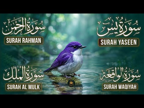 Surah Yasin | Surah Rahman | Surah Waqia | Surah Mulk | Full HD | Sukoon ayah| Alaa Aqel