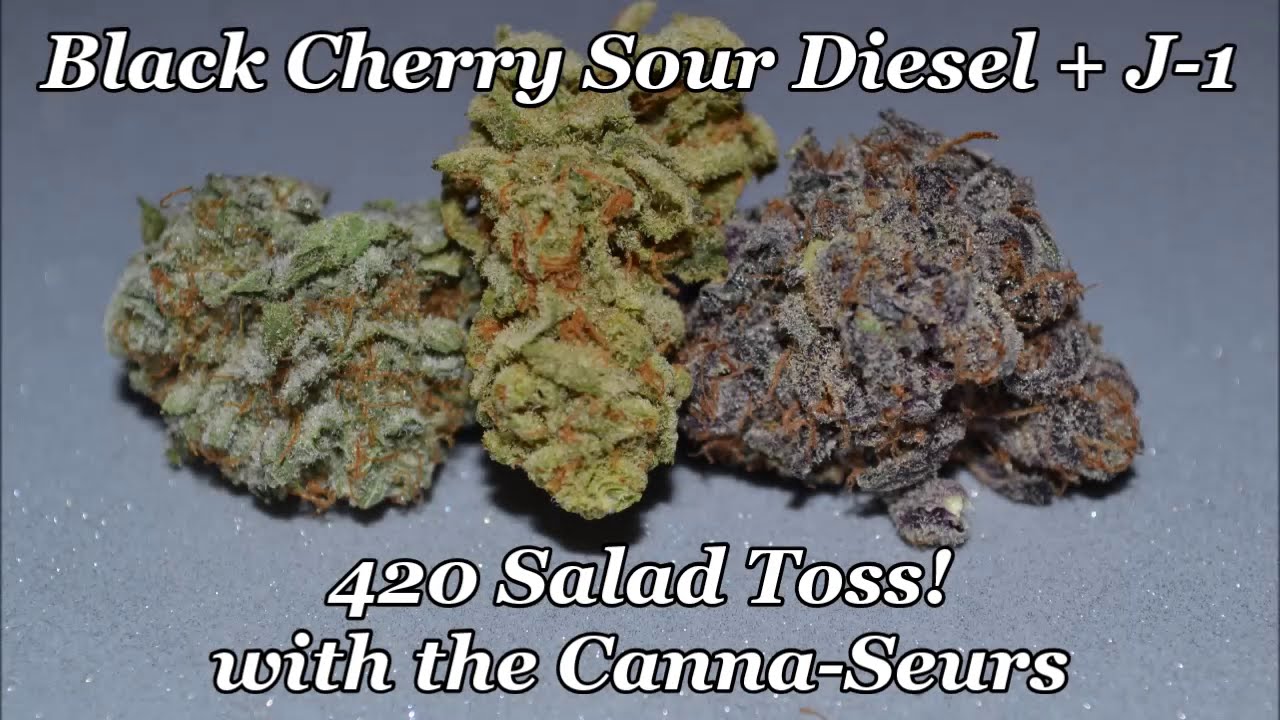 420 Salad Toss! Black Cherry Sour Diesel + J1 Canna Seurs Review