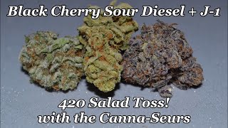 420 Salad Toss! Black Cherry Sour Diesel + J1 Canna Seurs Review